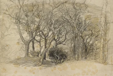 Study of Trees, Clovelly Park, 1834 (czarna kreda na jasnoszarym papierze)